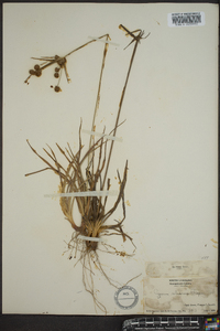 Cyperus retrorsus image