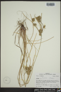 Cyperus retrorsus image