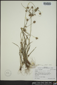 Cyperus retrorsus image