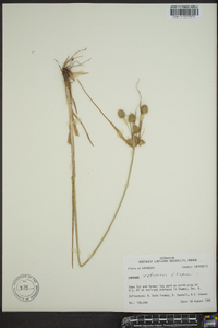 Cyperus retrorsus image