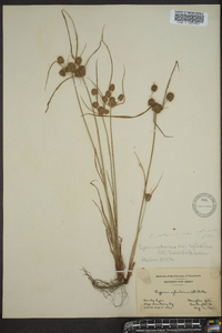 Cyperus retrorsus image