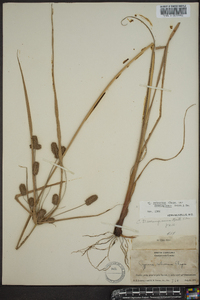 Cyperus retrorsus image