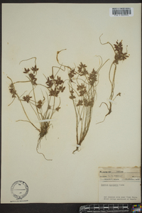 Cyperus bipartitus image