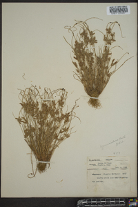 Cyperus bipartitus image