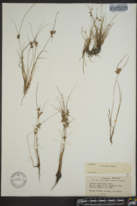 Cyperus bipartitus image