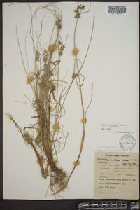 Cyperus bipartitus image