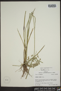 Cyperus pseudovegetus image