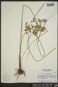 Cyperus pseudovegetus image