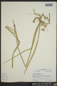 Cyperus pseudovegetus image