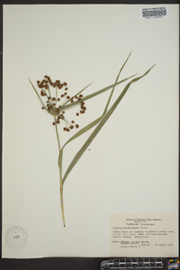 Cyperus pseudovegetus image