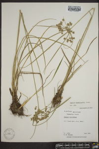 Cyperus pseudovegetus image