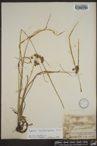 Cyperus pseudovegetus image