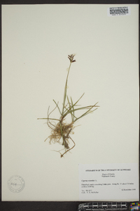 Cyperus rotundus image