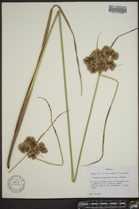 Cyperus rotundus image