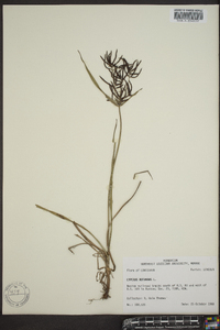 Cyperus rotundus image