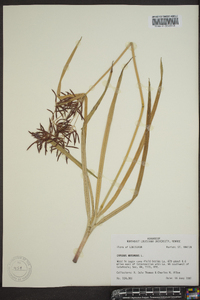Cyperus rotundus image