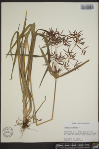 Cyperus rotundus image