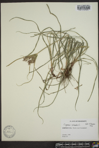 Cyperus rotundus image