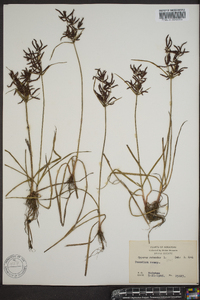 Cyperus rotundus image