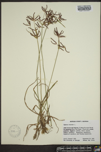 Cyperus rotundus image