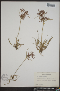 Cyperus rotundus image