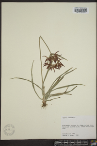 Cyperus rotundus image