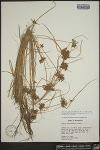 Cyperus sanguinolentus image