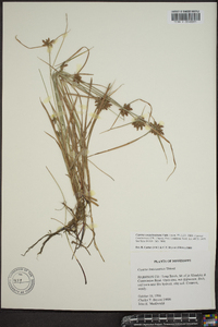 Cyperus sanguinolentus image