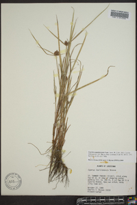 Cyperus sanguinolentus image