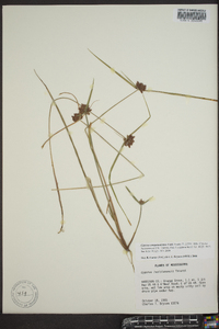 Cyperus sanguinolentus image