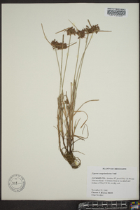 Cyperus sanguinolentus image