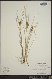 Cyperus schweinitzii image