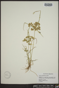 Cyperus surinamensis image