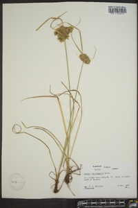 Cyperus surinamensis image