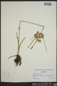 Cyperus surinamensis image