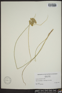 Cyperus surinamensis image