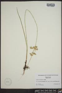 Cyperus surinamensis image