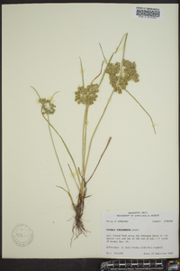 Cyperus surinamensis image