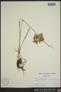 Cyperus surinamensis image