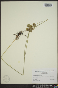 Cyperus surinamensis image