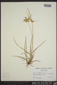 Cyperus surinamensis image