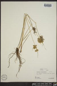 Cyperus surinamensis image