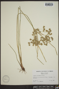 Cyperus surinamensis image