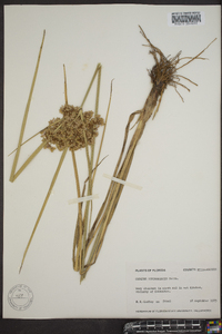 Cyperus surinamensis image