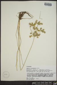 Cyperus surinamensis image