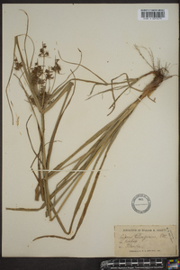 Cyperus tetragonus image