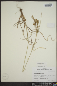 Cyperus retroflexus image