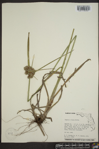 Cyperus virens image