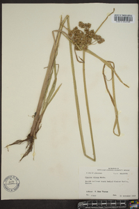 Cyperus virens image