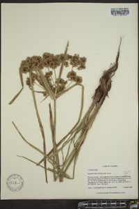 Cyperus virens image